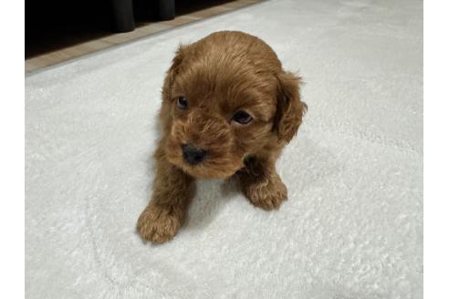 販売中の兵庫県のミックス犬-394531の4枚目