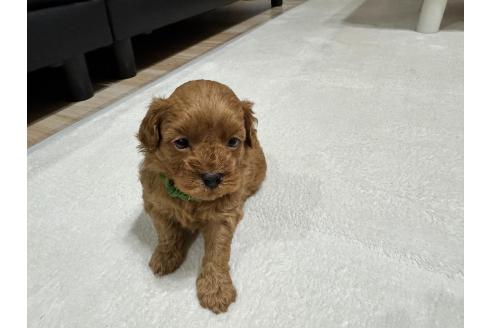 販売中の兵庫県のミックス犬-394531の3枚目