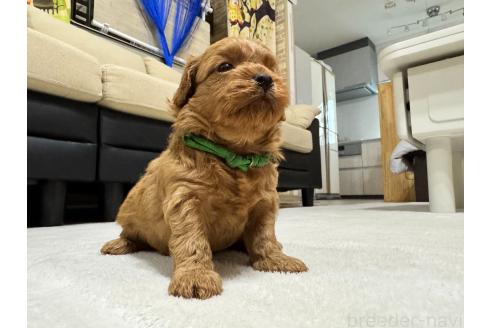 販売中の兵庫県のミックス犬-394531の2枚目
