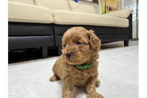 販売中の兵庫県のミックス犬-394531の1枚目