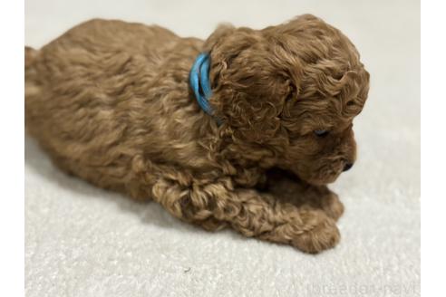販売中の兵庫県のミックス犬-394532の6枚目