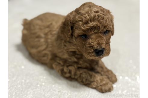 販売中の兵庫県のミックス犬-394532の5枚目