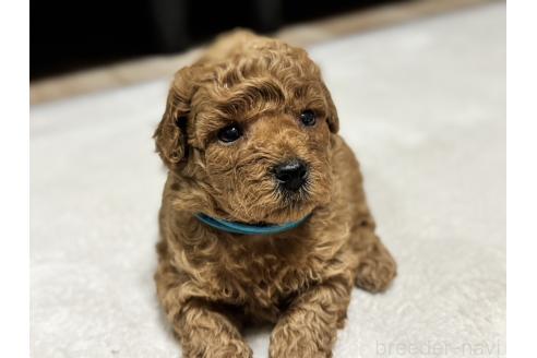 販売中の兵庫県のミックス犬-394532の4枚目