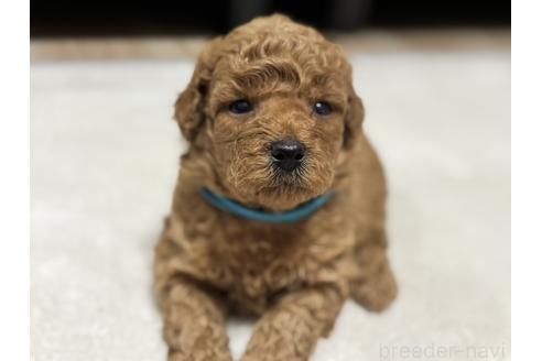 販売中の兵庫県のミックス犬-394532の1枚目