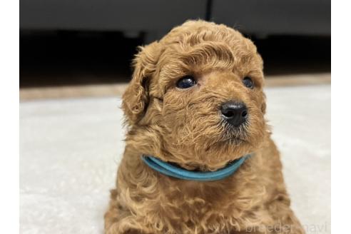販売中の兵庫県のミックス犬-394532の3枚目