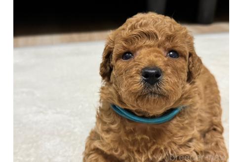 販売中の兵庫県のミックス犬-394532の2枚目