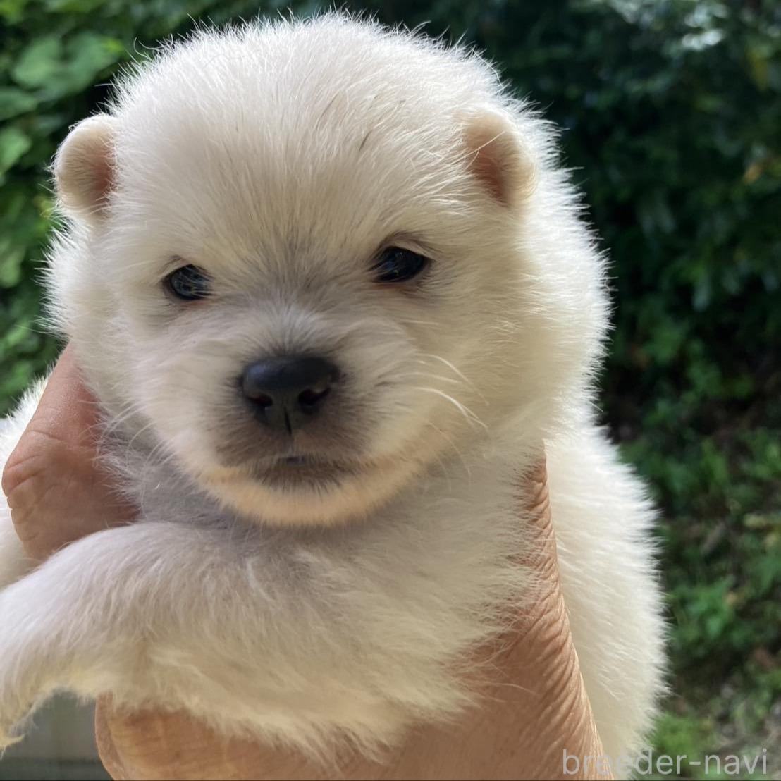 販売中の福島県のミックス犬-394533の4枚目