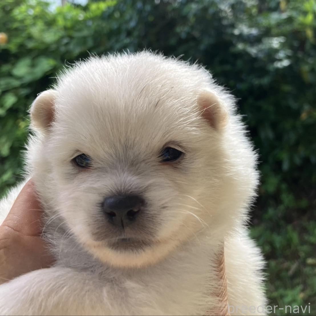 販売中の福島県のミックス犬-394533の3枚目
