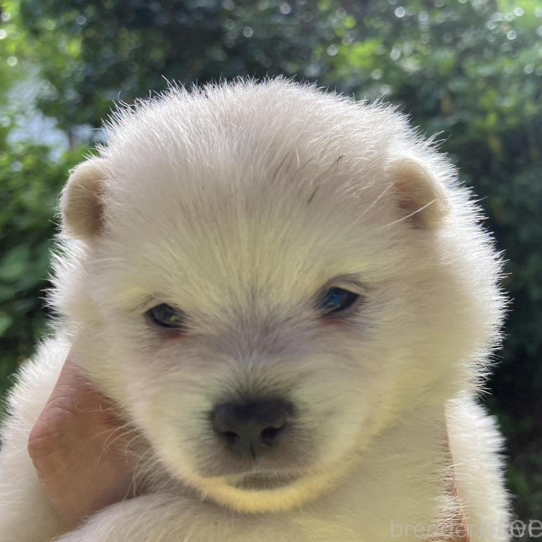 販売中の福島県のミックス犬-394533の1枚目