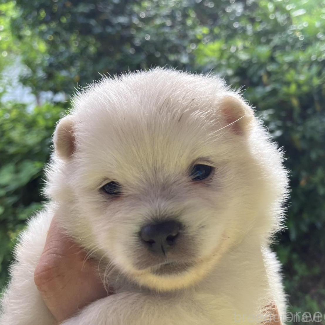 販売中の福島県のミックス犬-394533の2枚目
