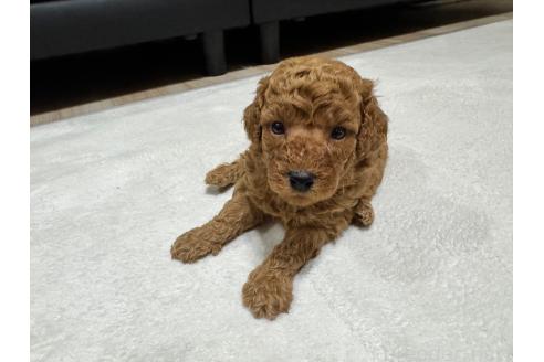 販売中の兵庫県のミックス犬-394535の7枚目