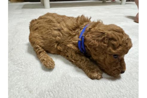 販売中の兵庫県のミックス犬-394535の6枚目