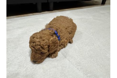 販売中の兵庫県のミックス犬-394535の5枚目