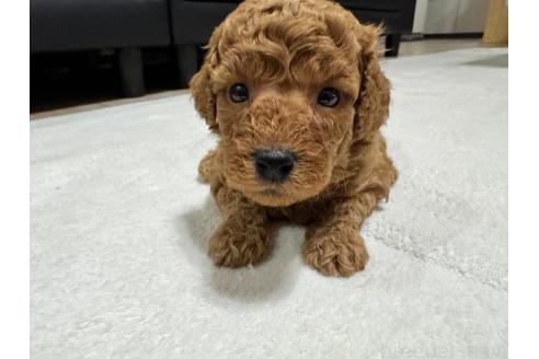 販売中の兵庫県のミックス犬-394535の4枚目