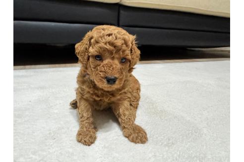 販売中の兵庫県のミックス犬-394535の1枚目