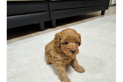 販売中の兵庫県のミックス犬-394537の7枚目