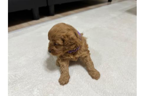 販売中の兵庫県のミックス犬-394537の6枚目