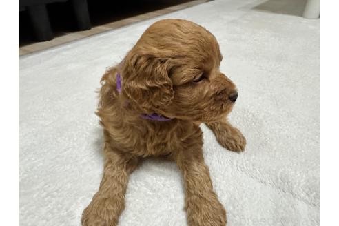 販売中の兵庫県のミックス犬-394537の5枚目
