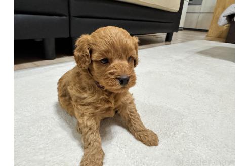 販売中の兵庫県のミックス犬-394537の4枚目