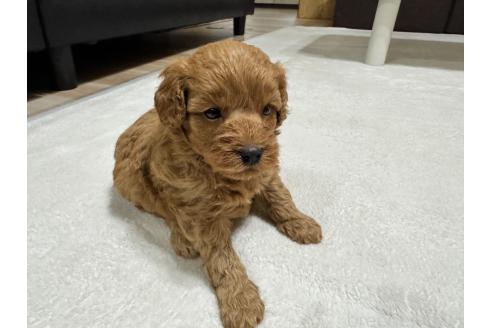 販売中の兵庫県のミックス犬-394537の3枚目