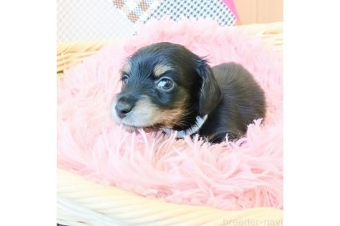 成約済の和歌山県のミニチュアダックスフンド(ロングヘアード)-392996の2枚目