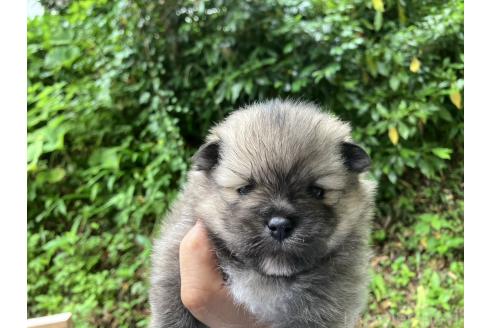 販売中の福島県のミックス犬-394539の5枚目