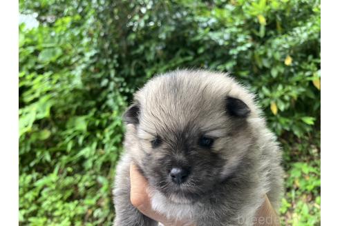 販売中の福島県のミックス犬-394539の4枚目