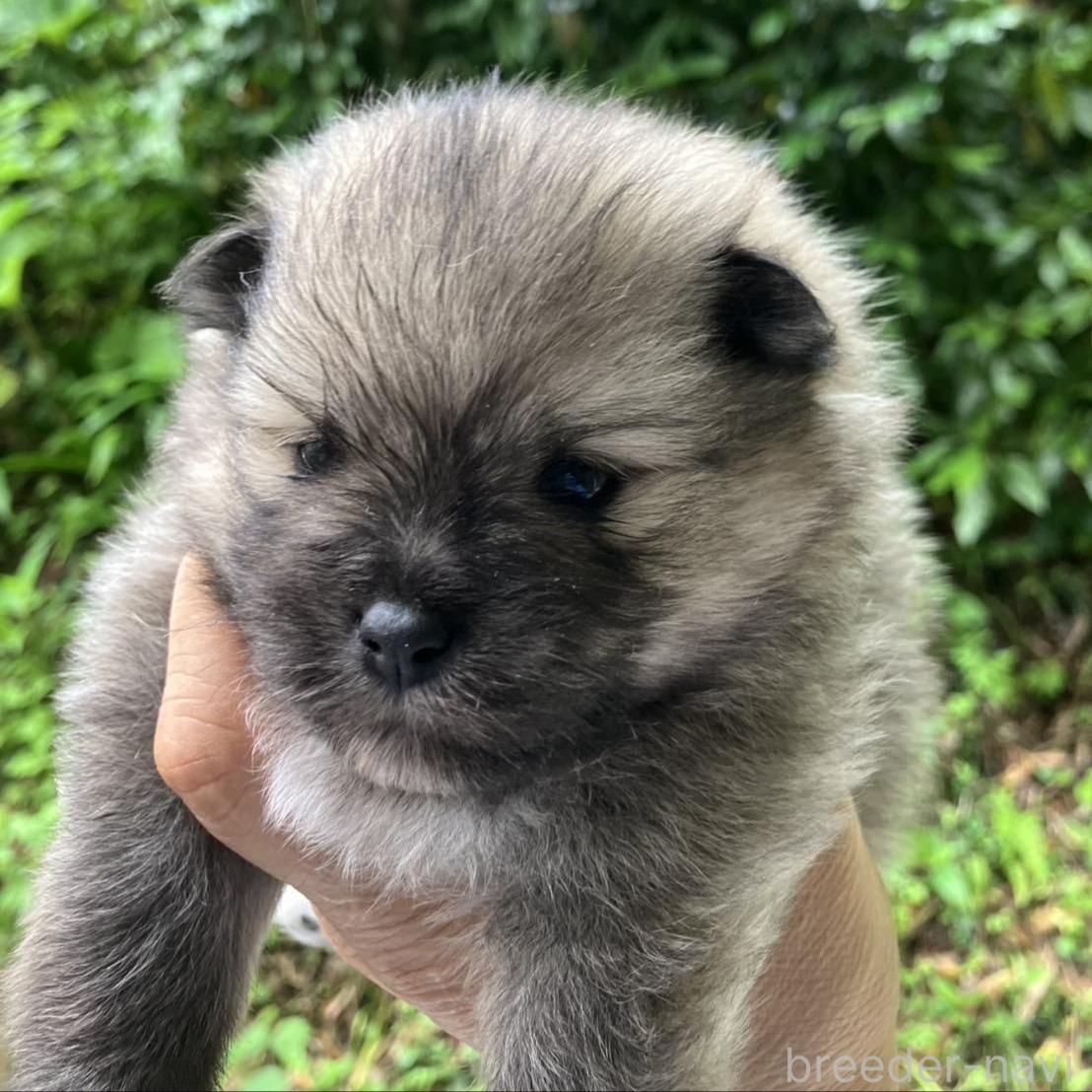 販売中の福島県のミックス犬-394539の3枚目