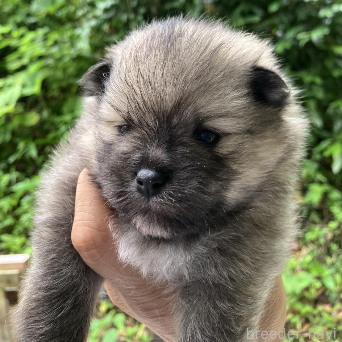 販売中の福島県のミックス犬-394539の2枚目