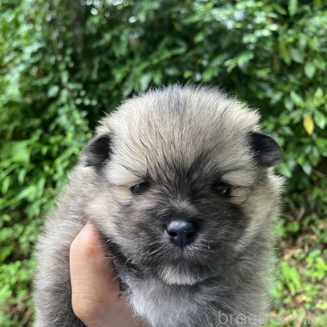 販売中の福島県のミックス犬-394539の1枚目