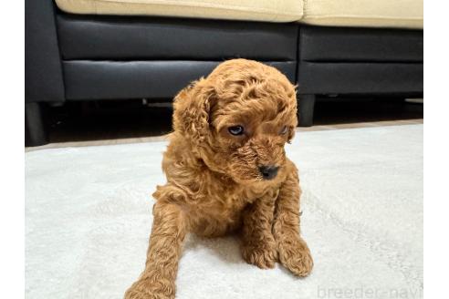 販売中の兵庫県のミックス犬-394541の5枚目