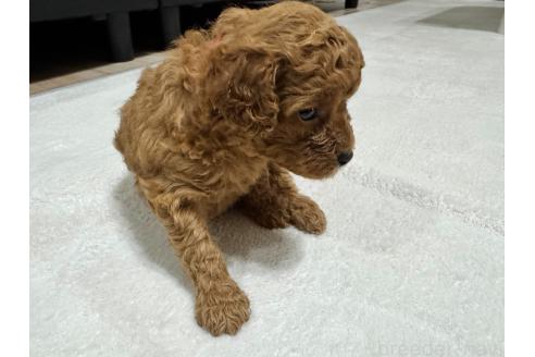 販売中の兵庫県のミックス犬-394541の4枚目