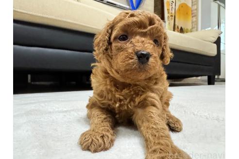 販売中の兵庫県のミックス犬-394541の1枚目