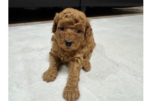 販売中の兵庫県のミックス犬-394541の3枚目