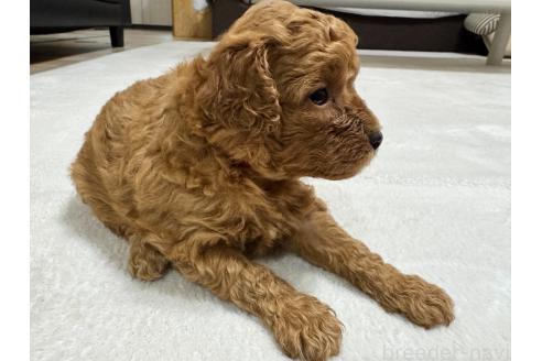 販売中の兵庫県のミックス犬-394541の2枚目