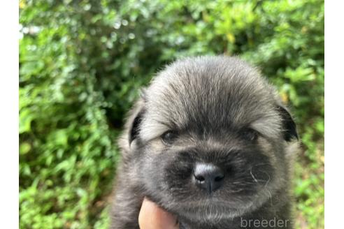 販売中の福島県のミックス犬-394542の5枚目