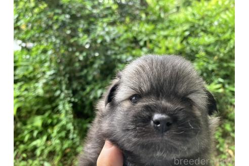 販売中の福島県のミックス犬-394542の4枚目