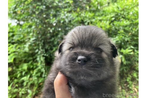 販売中の福島県のミックス犬-394542の3枚目