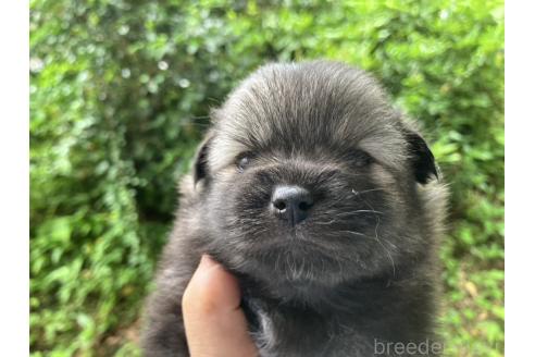 販売中の福島県のミックス犬-394542の2枚目