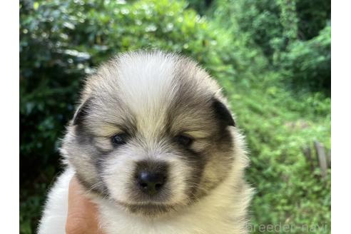 販売中の福島県のミックス犬-394546の8枚目