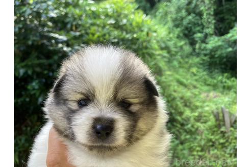 販売中の福島県のミックス犬-394546の7枚目
