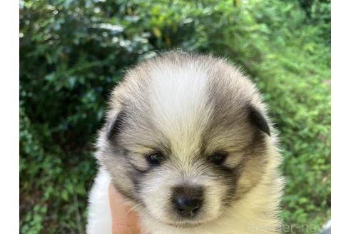 販売中の福島県のミックス犬-394546の6枚目