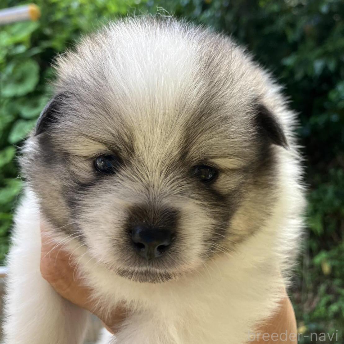 販売中の福島県のミックス犬-394546の5枚目
