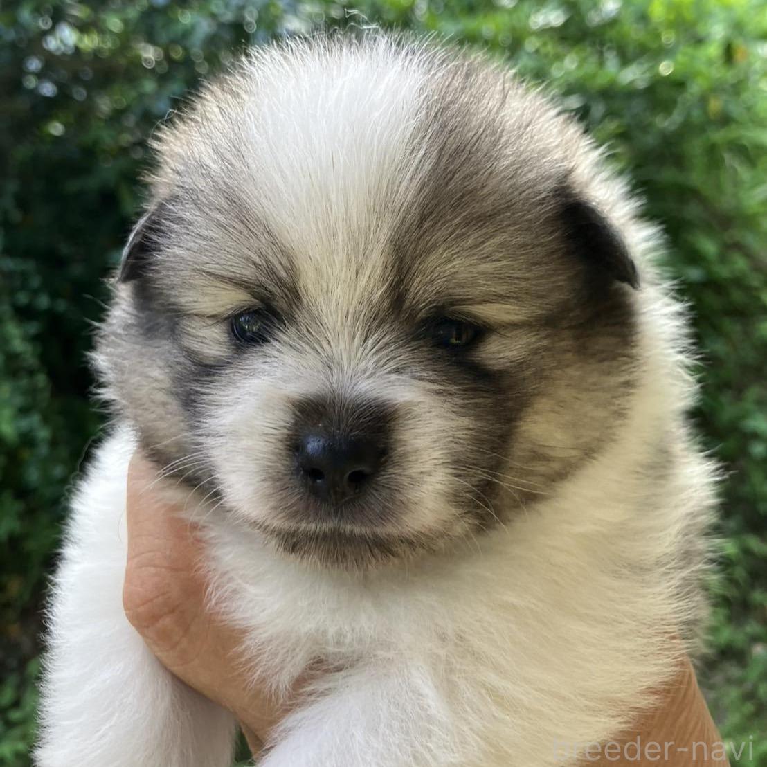 販売中の福島県のミックス犬-394546の4枚目