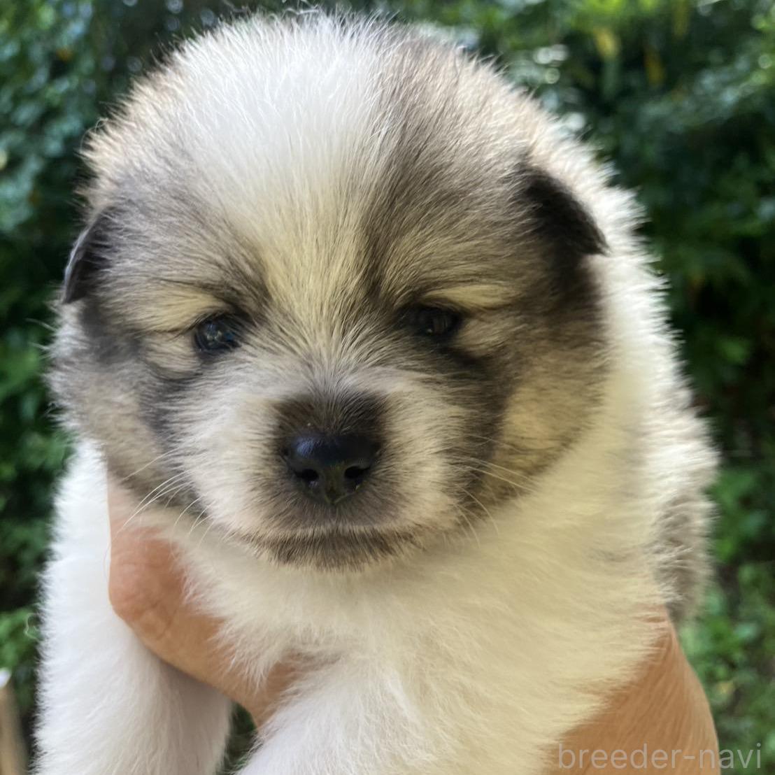 販売中の福島県のミックス犬-394546の3枚目