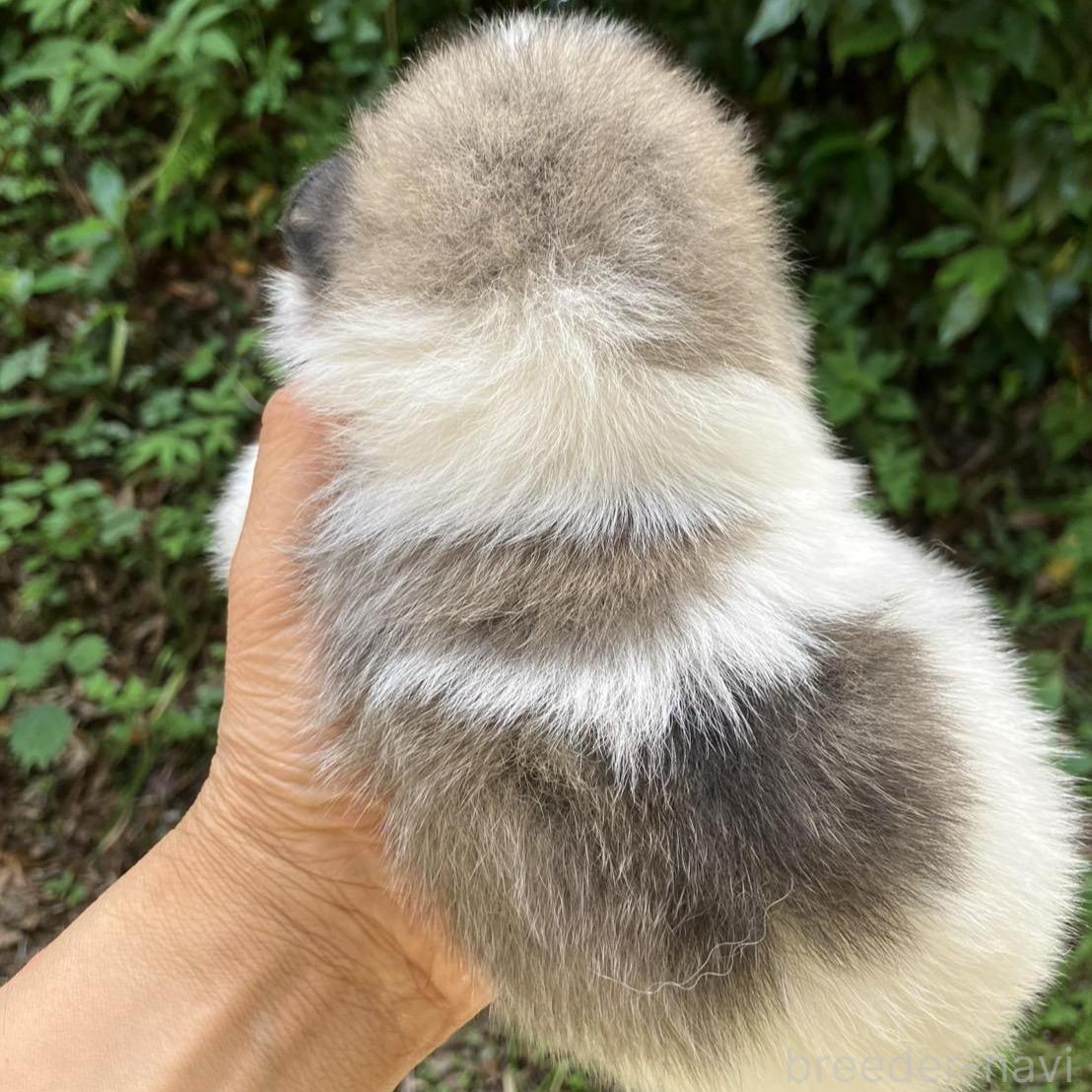 販売中の福島県のミックス犬-394546の2枚目