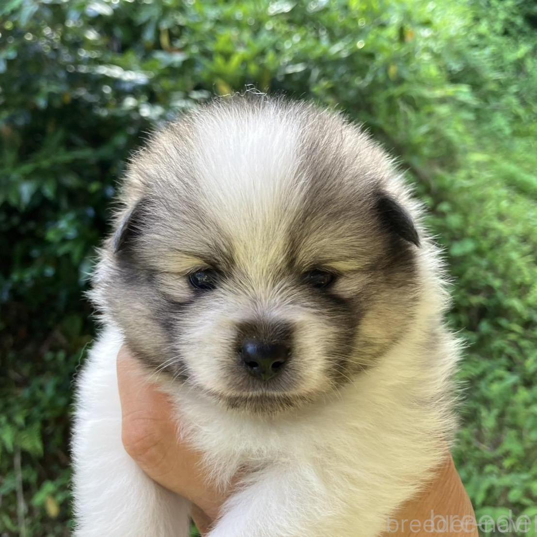 販売中の福島県のミックス犬-394546の1枚目