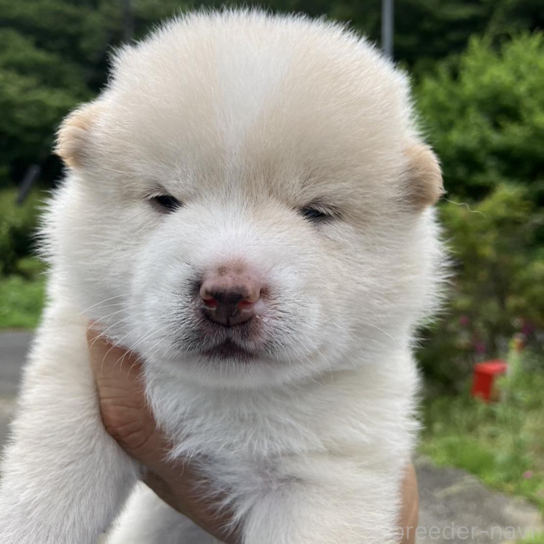 販売中の福島県のミックス犬-394549