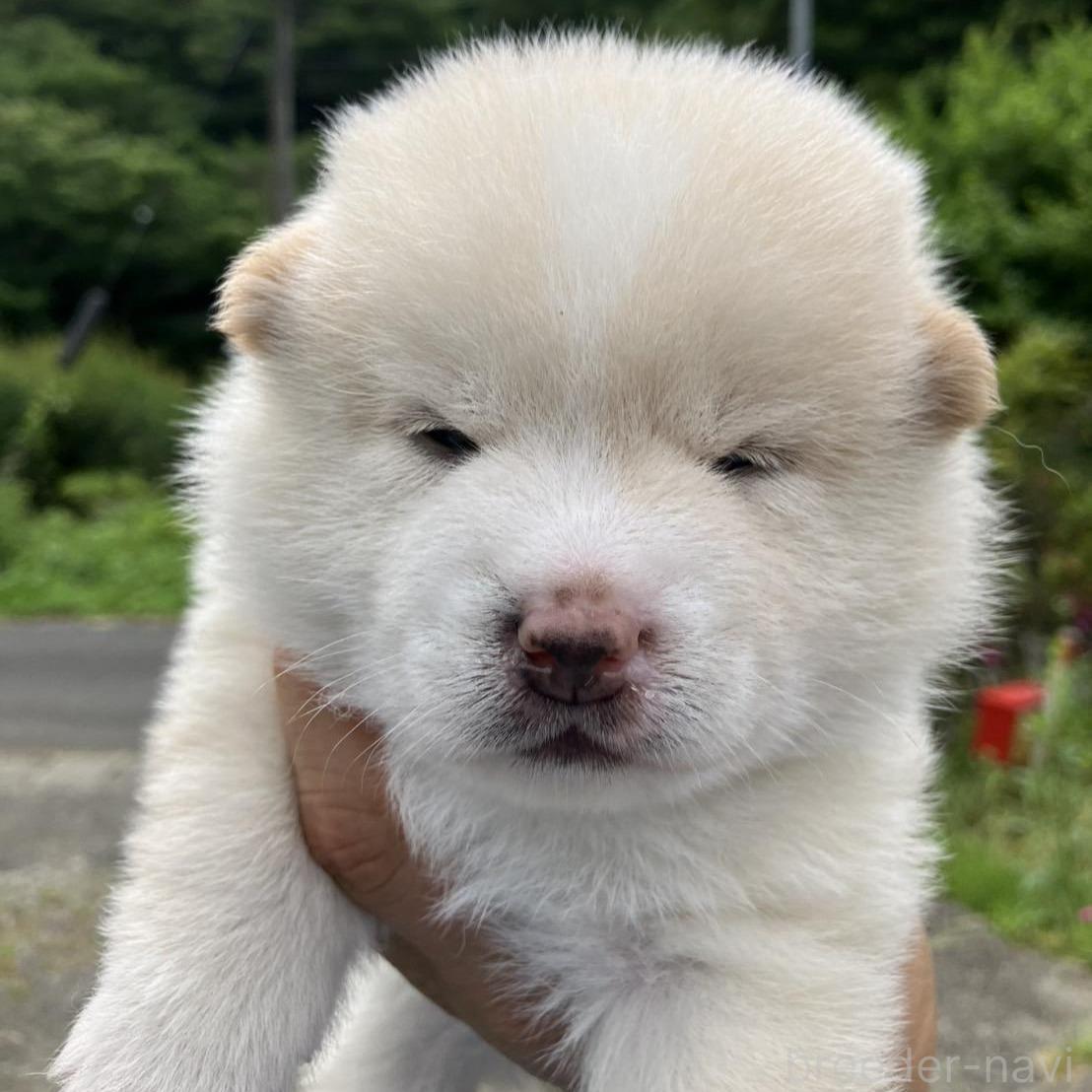 販売中の福島県のミックス犬-394549の4枚目
