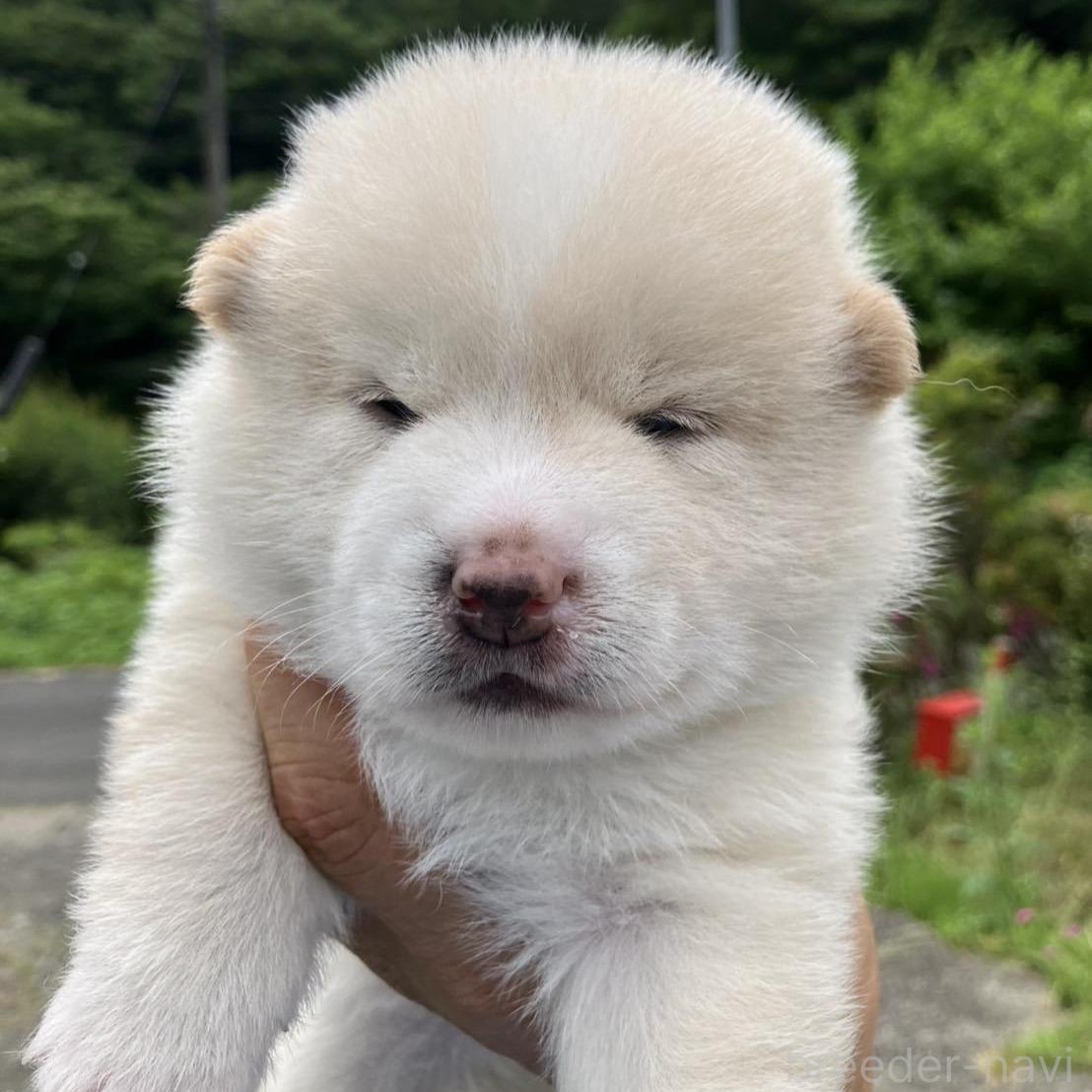 販売中の福島県のミックス犬-394549の3枚目